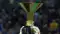 Serie A