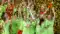 DFB Women's Cup